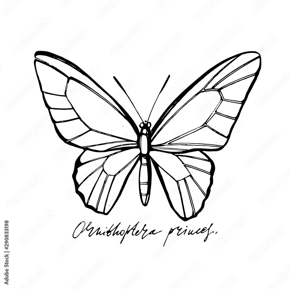 Butterflies silhouettes. Butterfly icons isolated on white background. Graphic illustration Butterflies silhouettes. Butterfly icons isolated on white background. Graphic illustration