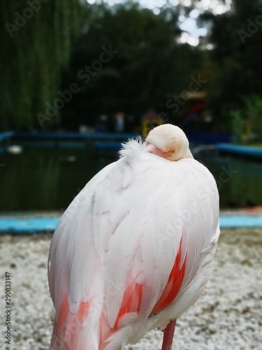 Phoenicopterus roseus - beautiful flamingo 