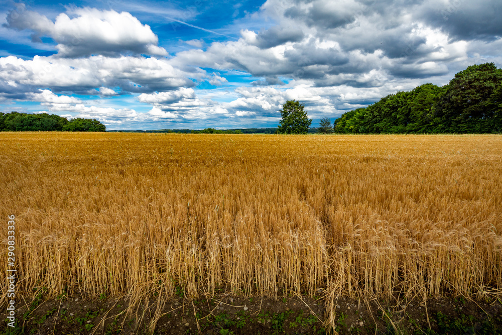 Weizenfelder unter dem Wolkenhimmel