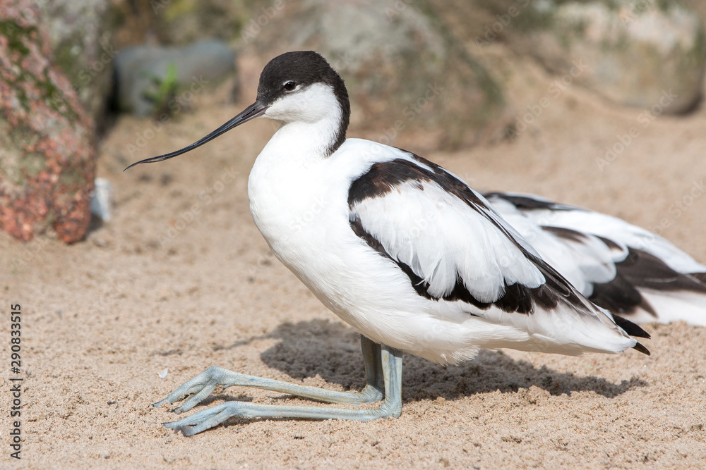 Avocet (Säbelschnäbler, Recurvirostra avosetta) Avocet (Säbelschnäbler, Recurvirostra avosetta)