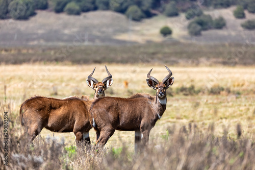 male of endemic very rare Mountain nyala  Tragelaphus buxtoni  big antelope in Bale mountain National Park  Ethiopia  Africa wildlife