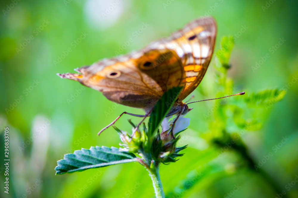Cómo se pronuncia Brown butterfly with orange stripes, perched on the small leaves of a plant.