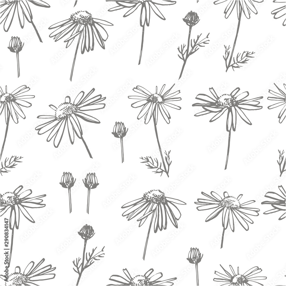 Chamomile or daisy flower. Botanical illustration. Good for cosmetics, medicine, treating, aromatherapy, nursing, package design, field bouquet. Hand drawn wild hay flowers. Seamless pattern