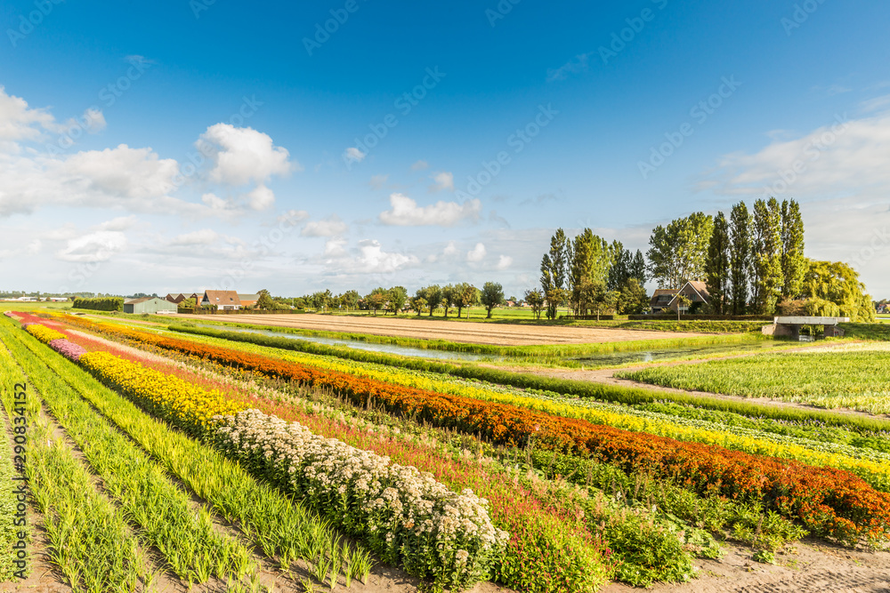 Landscape with deep perspective to horizon through diagonal strips of blooming cut flowers at outdoor nursery in late summer in colors red orange yellow orange against blue sky with scattered clouds