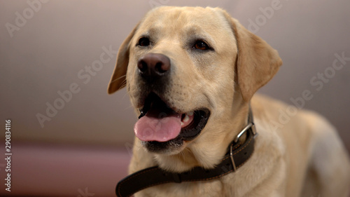 Cute labrador retriever dog in collar waiting for owner coming, domestic pet