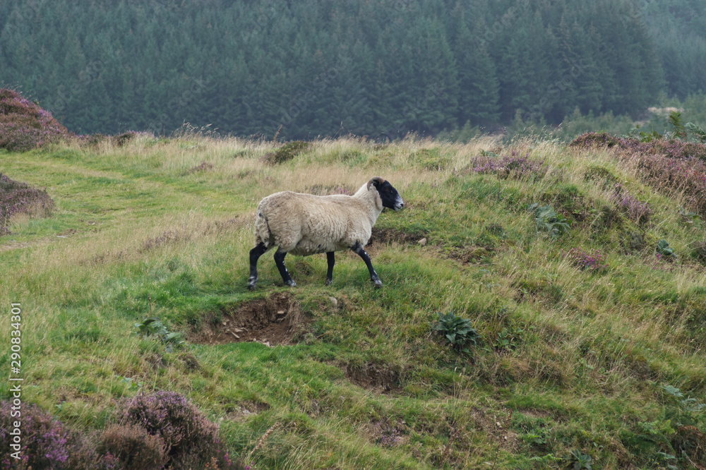 A Scottish blackface sheep walking in the hills of the Scottish Borders, Scotland, UK A Scottish blackface sheep walking in the hills of the Scottish Borders, Scotland, UK