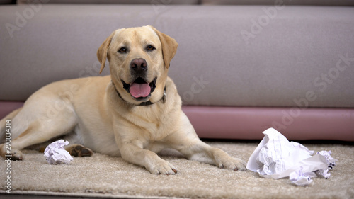 Funny labrador retriever dog lying near torn paper, bad behavior house pet