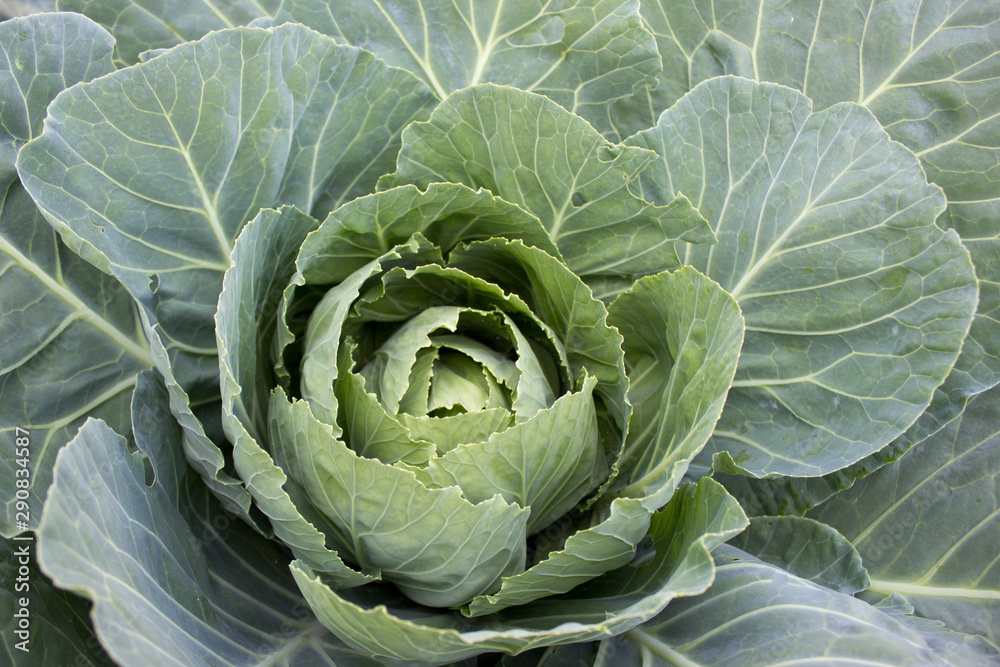 Fototapeta premium Cabbage grow in home vegetable garden.
