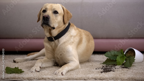 Fototapeta Naklejka Na Ścianę i Meble -  Innocent labrador dog lying near broken potted plant, undisciplined house pet