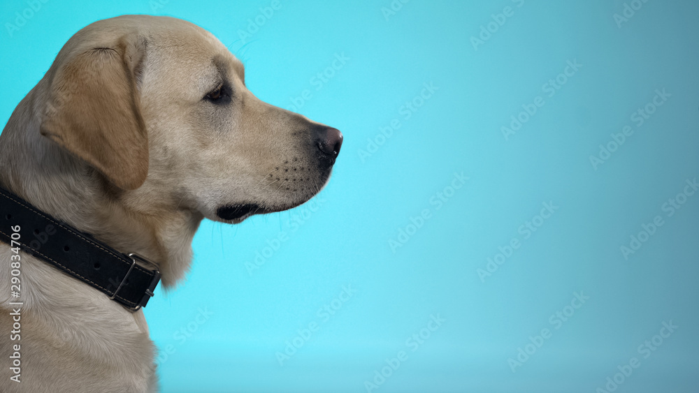 Cute labrador retriever dog isolated on blue background, statistic template, ad Cute labrador retriever dog isolated on blue background, statistic template, ad