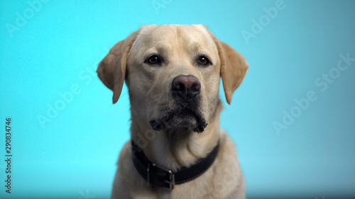 Cute thoroughbred dog posing against blue background, labrador retriever pet