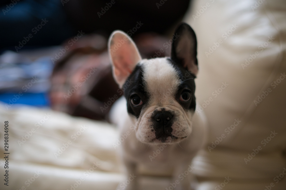 Chien ou chiot bouledogue français mignon Chien ou chiot bouledogue français mignon