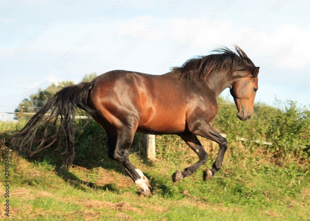 Powerful stallion Powerful stallion