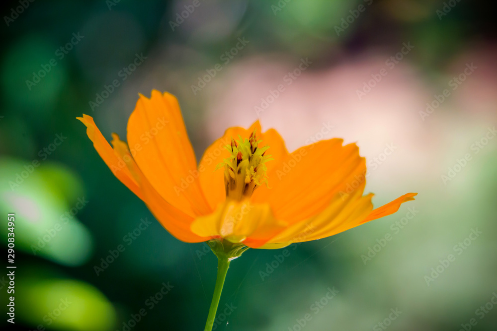 Yellow flower detail, called wild sunflower or daisy. Yellow flower detail, called wild sunflower or daisy.