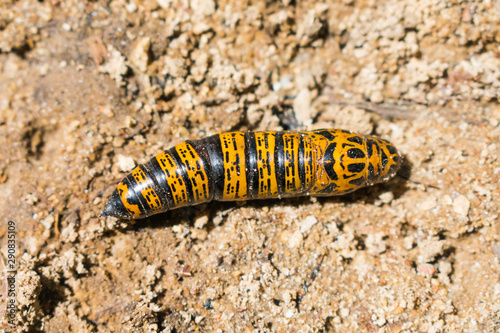 Close up of a beautiful black and yellow butterfly cocoon on the ground - Bahia, Brazil