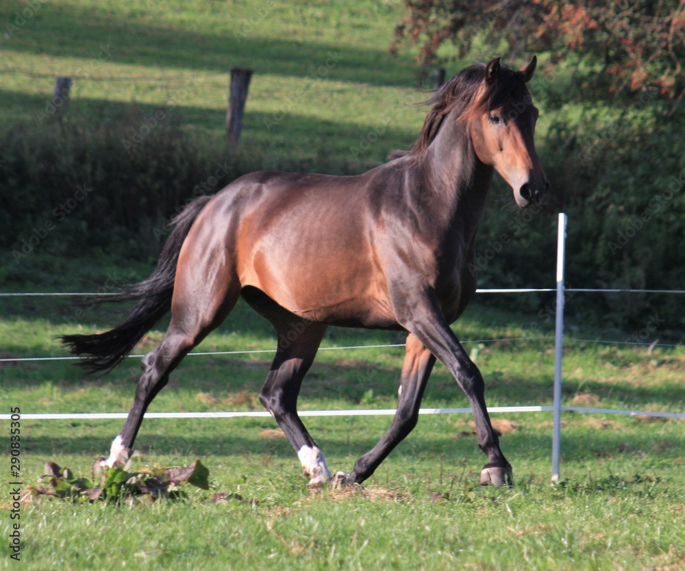 Obraz premium bildschöner Hengst im Trab