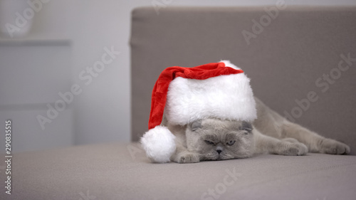 Angry cat in Santa hat looking at camera, discounts on Christmas gifts, ad
