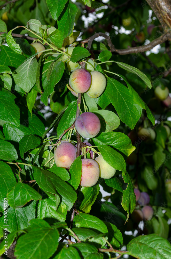 Green unripe plums on the tree, healthy raw nature fruit background Green unripe plums on the tree, healthy raw nature fruit background