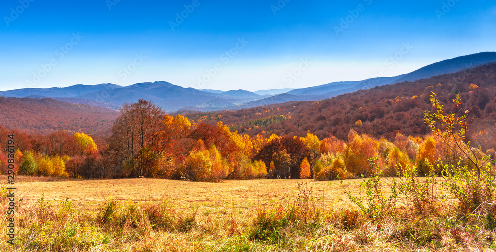 Fototapeta premium autumn landscape with trees and blue sky