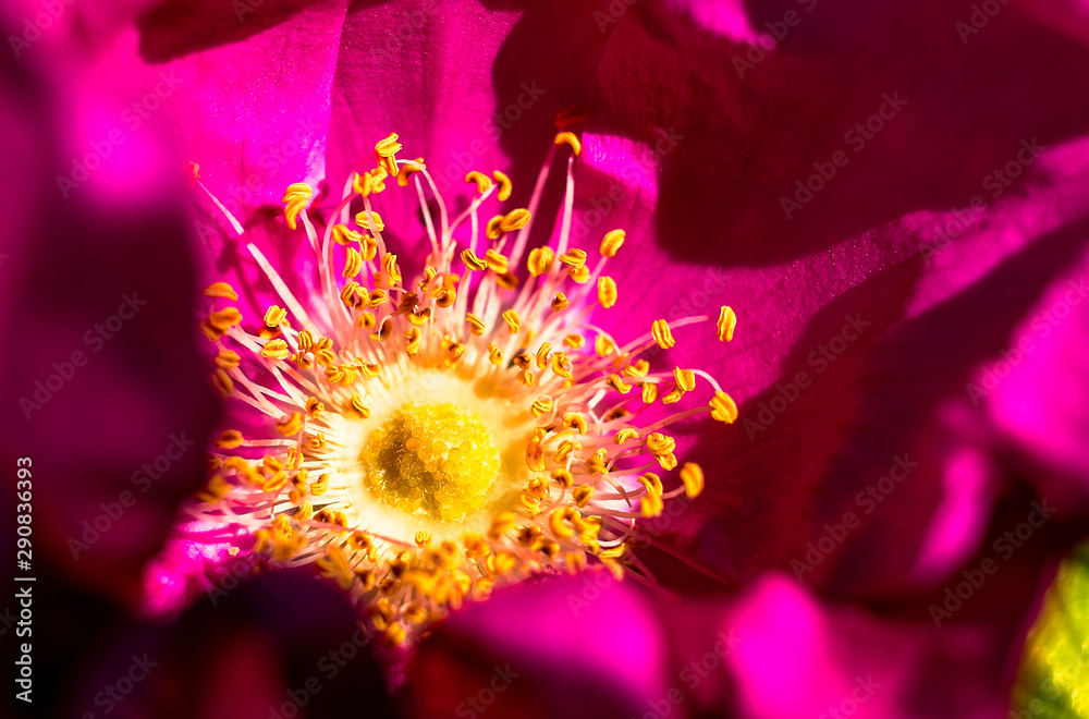 Obraz premium rosehip flower blossom nectar macro