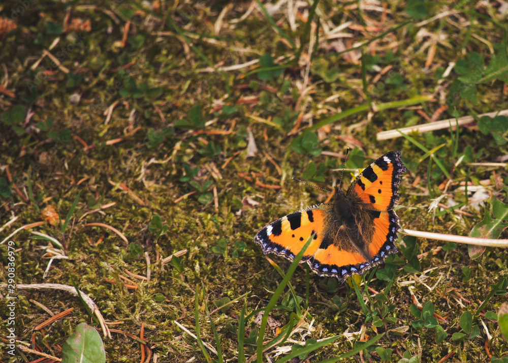 Obraz premium butterfly