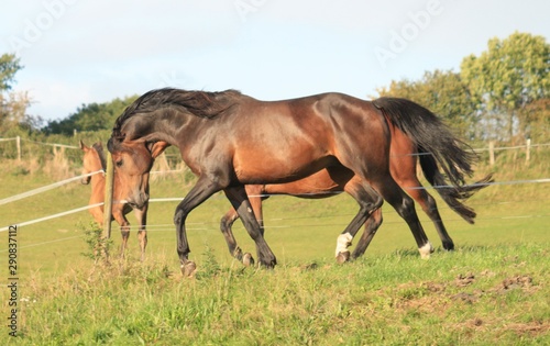 Wunderschöne Pferde