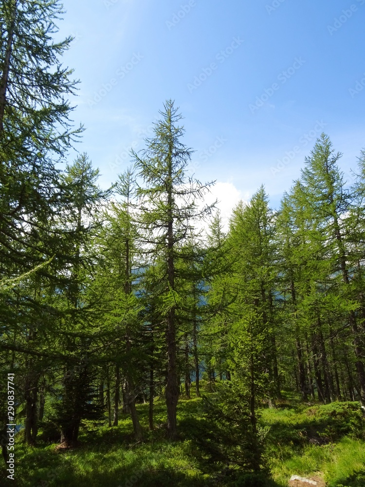 The woods and the nature of the Anzasca valley, at the foot of Monte Rosa, near the town of Macugnaga, Italy - August 2019. The woods and the nature of the Anzasca valley, at the foot of Monte Rosa, near the town of Macugnaga, Italy - August 2019.