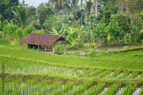 Rice growing farm in the vicinity of Ubud, Bali, Indonesia
