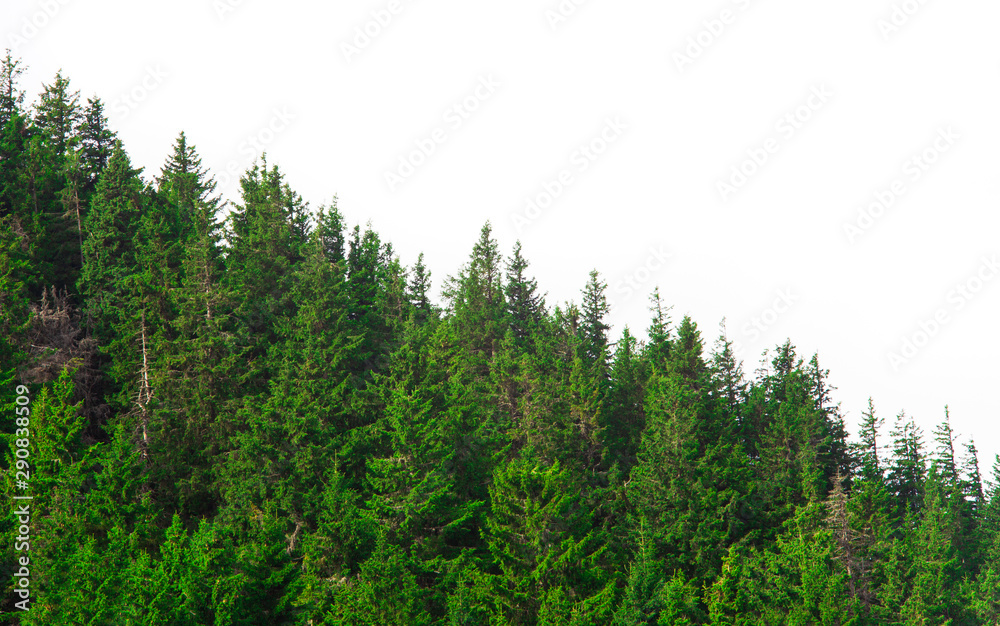 forest with pine trees isolated on white background forest with pine trees isolated on white background
