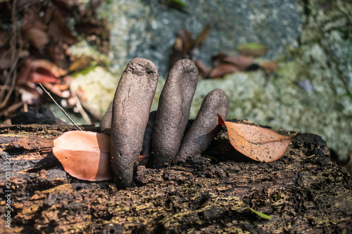 Mushrooms from the Xylaria genus in Ilha de Itamaraca - Pernambuco, Brazil photo