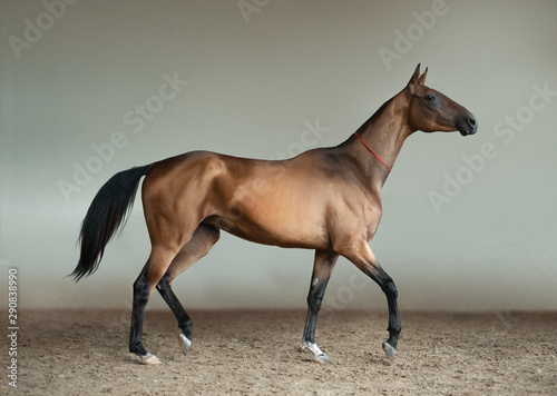 outstanding golden buckskin akhal-teke horse trotting indoors