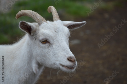 Goat  © Matthew