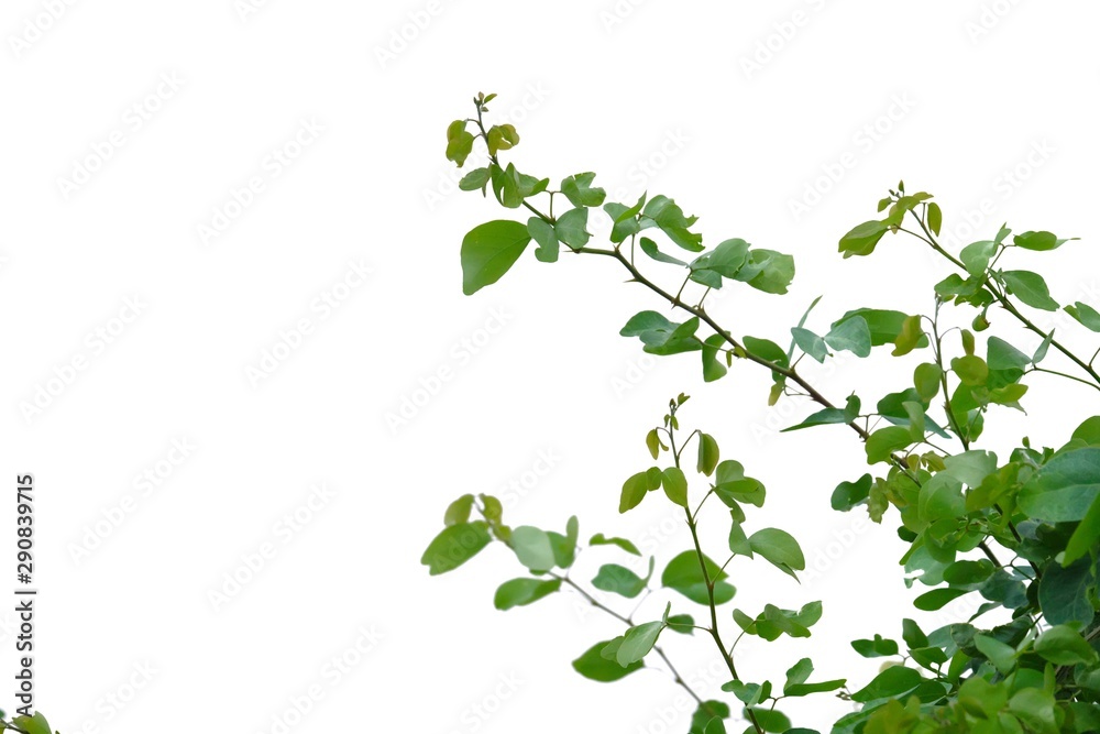 Tropical plant leaves with branches on white isolated background for green foliage backdrop 