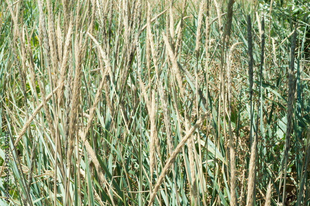 Obraz premium Long wild green grass and reeds close-up 