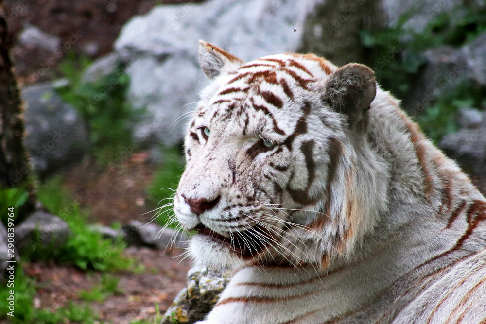 Obraz premium Tigre blanc