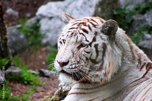 Fototapeta Naklejka Na Ścianę i Meble -  Tigre blanc