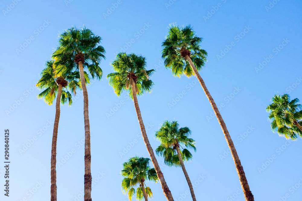 Obraz premium palm trees against blue sky
