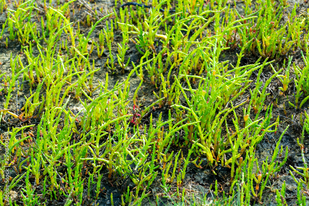Salicornia edible plants grow in salt marshes, beaches, and mangroves, calles also glasswort, pickleweed, picklegrass, marsh samphire, mouse tits, sea beans, samphire greens or sea asparagus. Salicornia edible plants grow in salt marshes, beaches, and mangroves, calles also glasswort, pickleweed, picklegrass, marsh samphire, mouse tits, sea beans, samphire greens or sea asparagus.