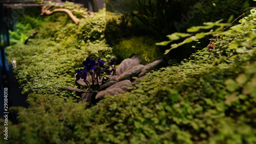 Canvas Print Macro flowers moscow garden photos