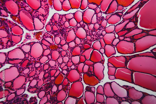 thyroid gland dogs