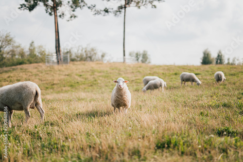 Wallpaper Mural Sheep looking at camera in field Torontodigital.ca