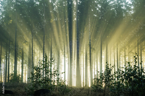 Fototapeta Naklejka Na Ścianę i Meble -  Foggy morning in a spruce forest with strong sunbeams 