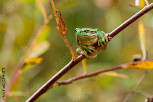 Green frog in the autumn forest ..