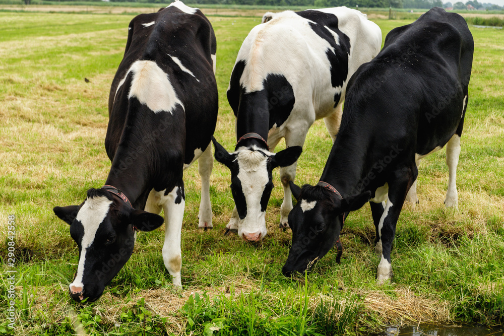 Cows feeding the grass on meadow, Netherlands Cows feeding the grass on meadow, Netherlands