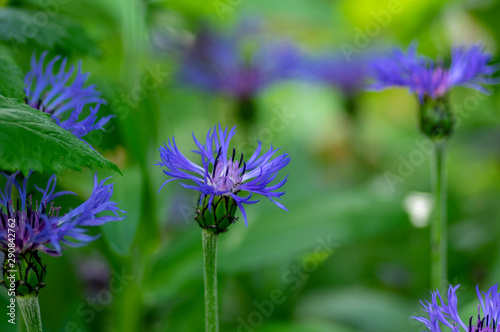 Centaurea montana mountain perennial cornflower in bloom  flowering ornamental blue plant