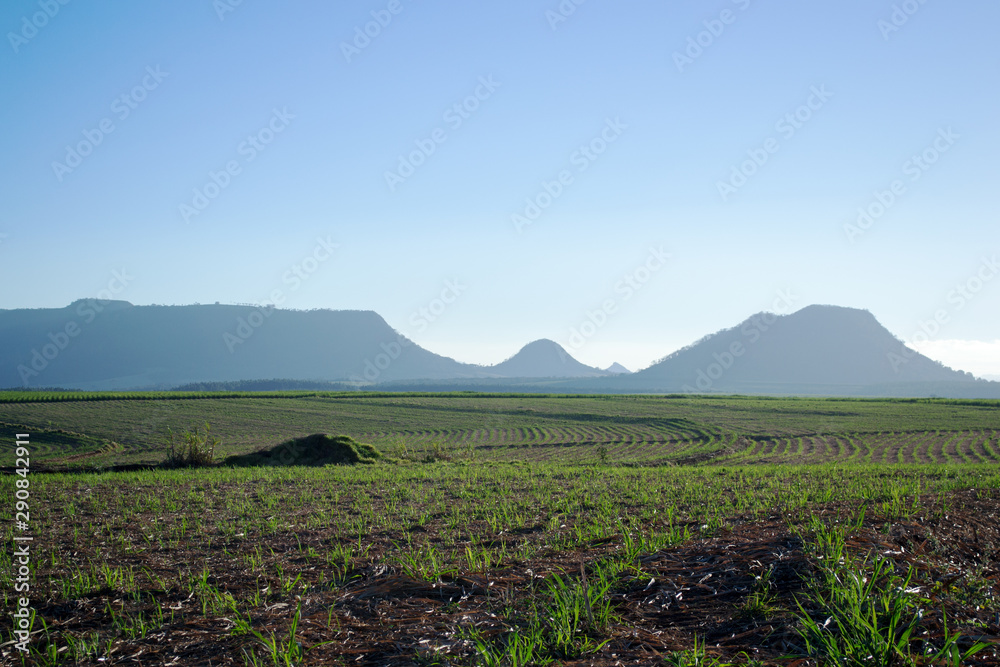 sugar cane plantation at sunrise sugar cane plantation at sunrise