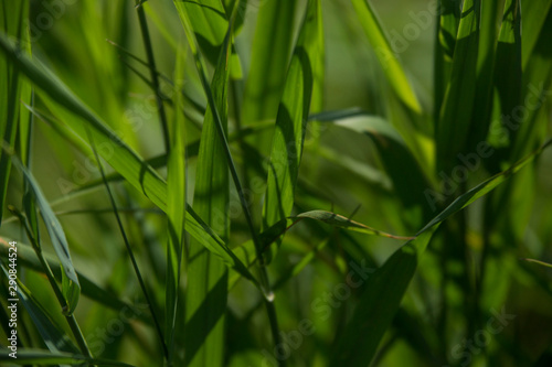 green grass background