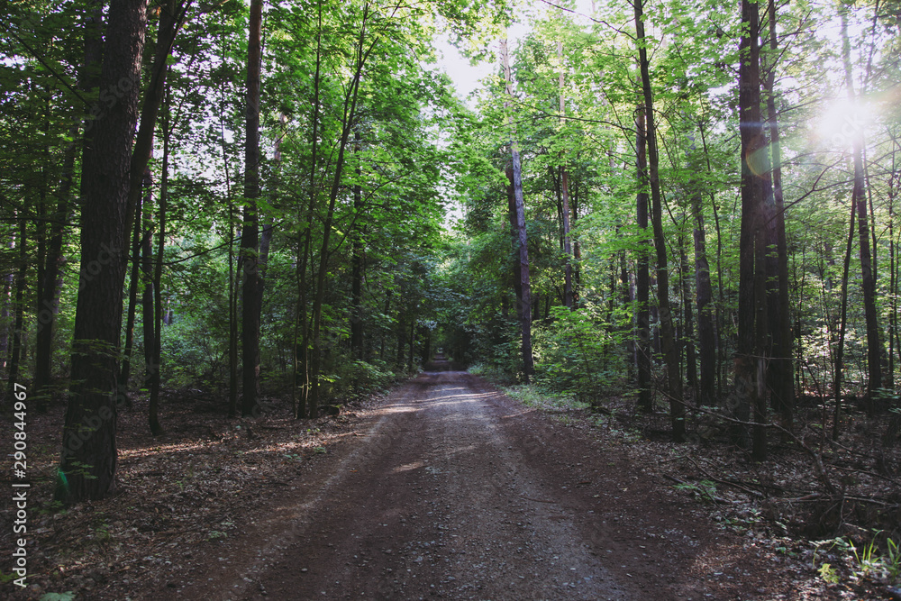 Fototapeta premium Path between trees in forest