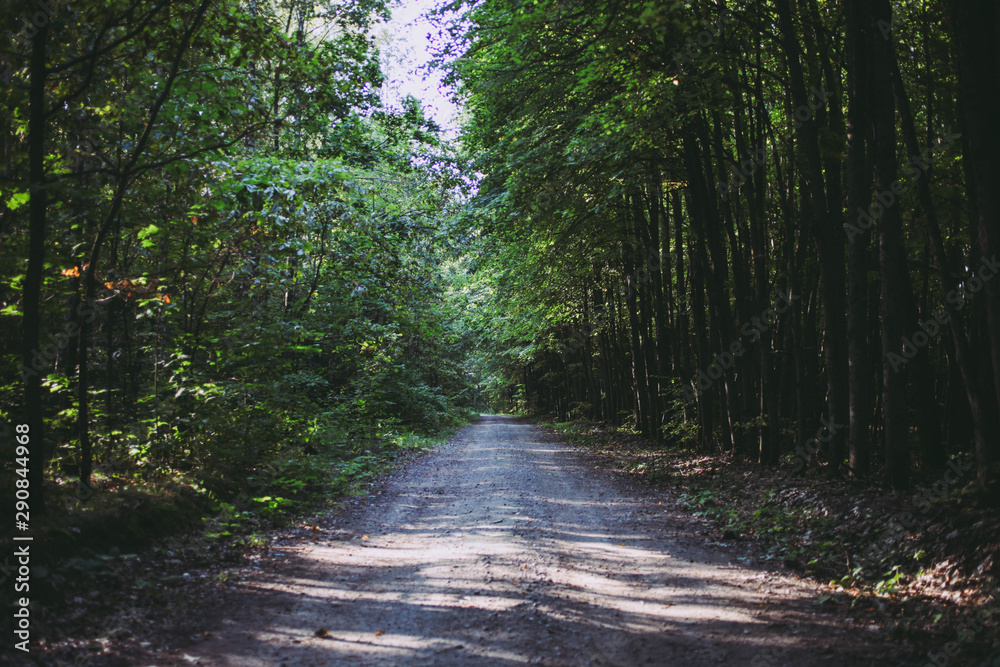 Fototapeta premium Path between trees in forest