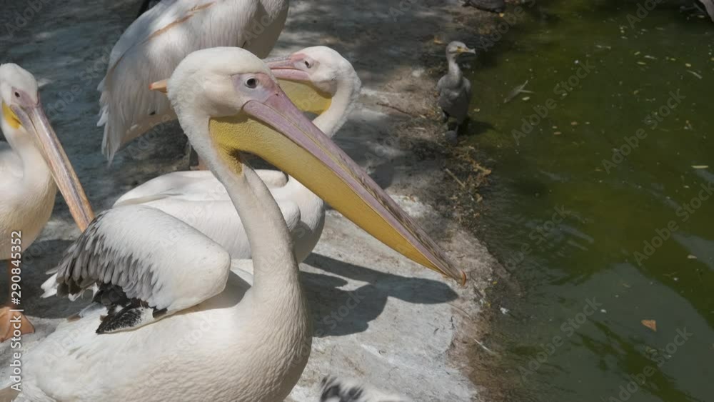 Pelican by the water. Beautiful white pelicans. Pelican by the water. Beautiful white pelicans.
